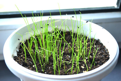 Close-up of potted plant on window sill