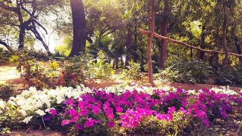 View of flowers in park