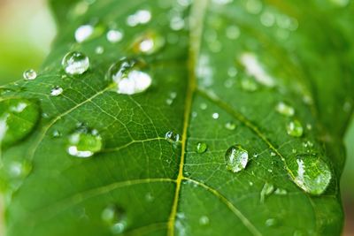 Close-up of raindrops on leaves