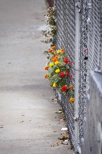 Close-up of flowering plants on footpath