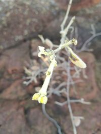 Close-up of white flowers