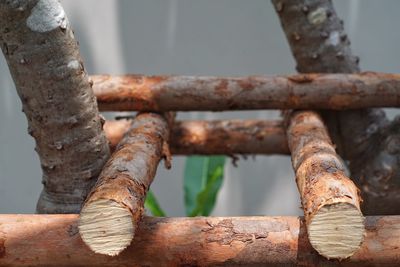 Close-up of rusty tree trunk