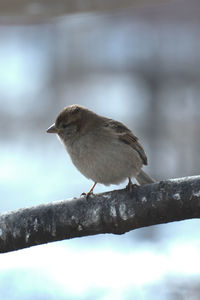 Close-up of bird perching on a tree