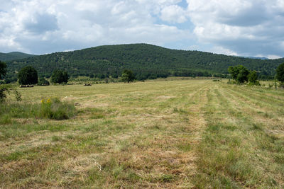 Scenic view of hay field during harvest