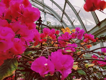 Pink flowers in greenhouse