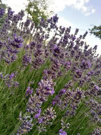 Purple flowers blooming outdoors