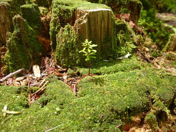 Close-up of moss on tree