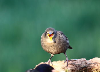 Close-up of bird perching on a tree