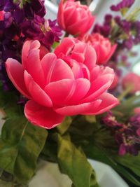 Close-up of pink flowering plant