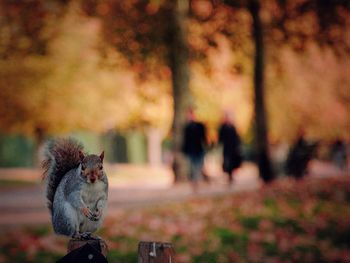 Portrait of squirrel on wooden post at park