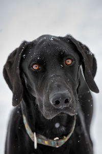 Close-up portrait of black dog during winter