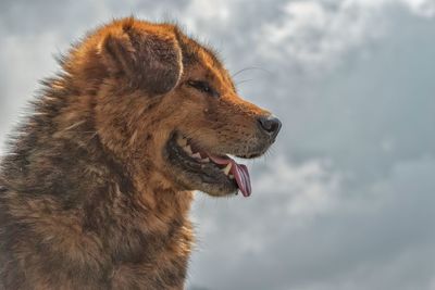 Close-up of a dog against blurred background