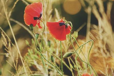 Close-up of red poppy flower