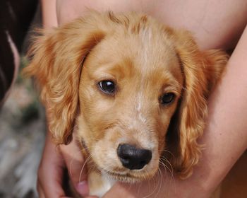 Close-up of person holding dog