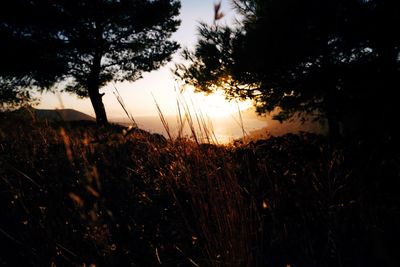 Silhouette trees on field against sky at sunset