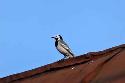 Low angle view of bird perching on roof against clear sky