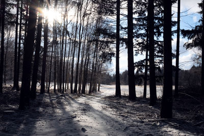 Trees in forest