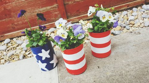 Close-up of multi colored potted plants