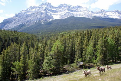 Horses grazing on landscape against mountains