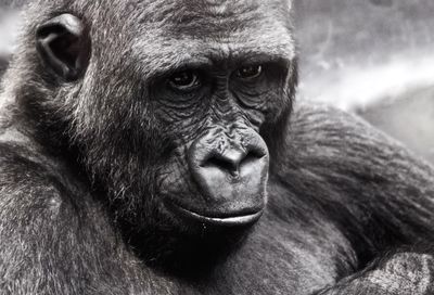 Close-up portrait of an animal