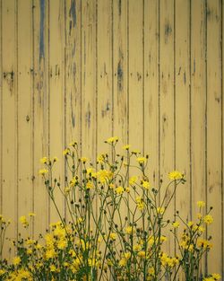 Close-up of yellow flowering plants on field