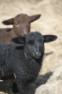 Lambs on field