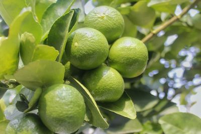 Close-up of fruits growing on tree