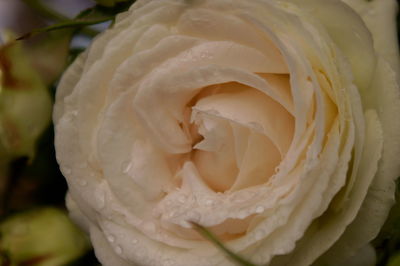 Close-up of white rose blooming outdoors