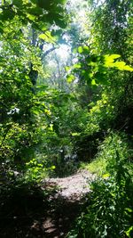 Trees in forest