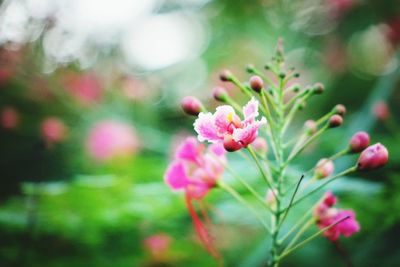 Close-up of pink flowers blooming outdoors