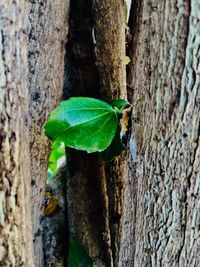 Close-up of butterfly on tree trunk