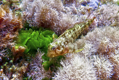 Close-up of coral in sea