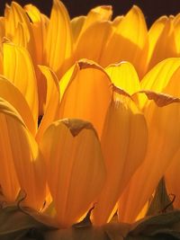 Close-up of yellow flowering plant