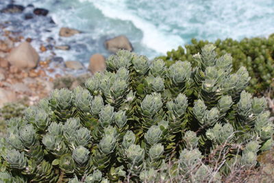 High angle view of flowering plant on field