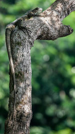 Close-up of tree trunk in forest