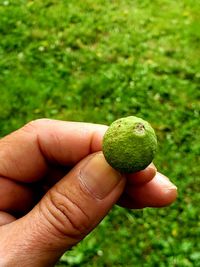 Cropped image of hand holding fruit