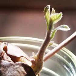 Close-up of potted plant