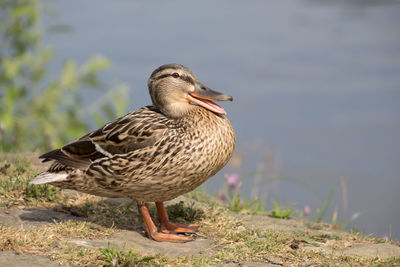 Close-up of a duck