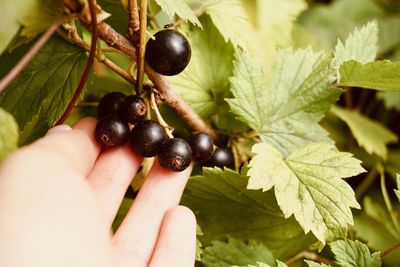 Close-up of hand holding berries