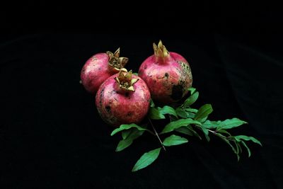 Close-up of fruits on plant