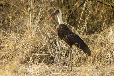 Bird on dry grass