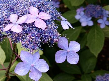 Close-up of purple flowers