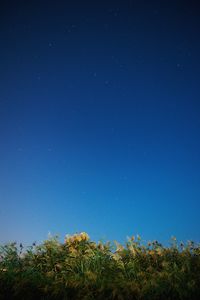 Low angle view of trees against clear blue sky