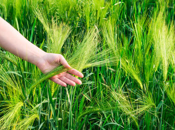 Close-up of hand touching grass in field