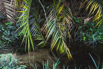 Plants growing on field by lake