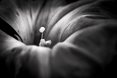 Close-up of flower head