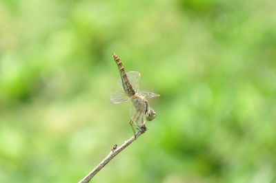 Close-up of butterfly