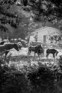 Horses on field