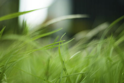 Close-up of plant