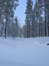 Snow covered trees in forest